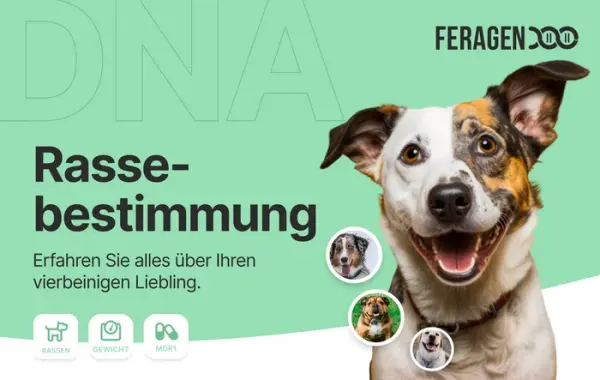 FERAGEN Rassebestimmung Hund Screening (+Plus)
